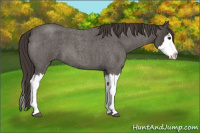 Horse Color:Smoky Blue Roan Splash