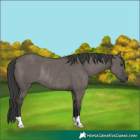Horse Color:Grullo Rabicano 