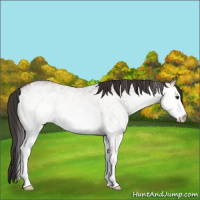 Horse Color:White Spotted Brown Dun Rabicano 