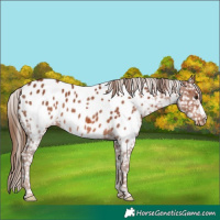 Horse Color:Chestnut Appaloosa
