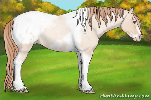 Horse Color:Gold Champagne Roan Dun Splash Tobiano Frame Appaloosa Rabicano 