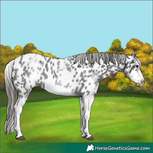 Horse Color:White Spotted Blue Roan Splash Frame Near Leopard