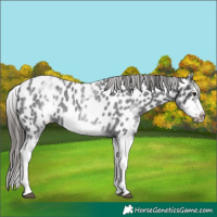 Horse Color:White Spotted Blue Roan Splash Frame Appaloosa 
