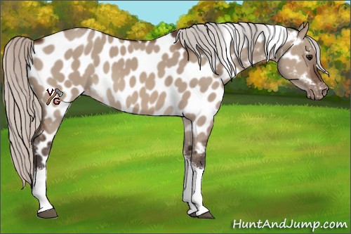 Horse Color:Silver Brown Dun Tobiano Appaloosa 