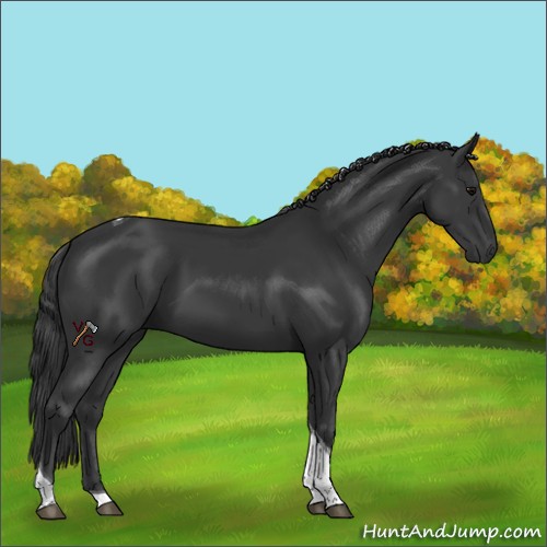 Horse Color:Black Tobiano 