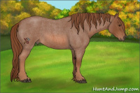 Horse Color:Red Roan 