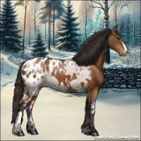Horse Color:Buckskin Ice Appaloosa 