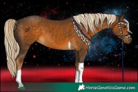 Horse Color:Chocolate Palomino Tobiano