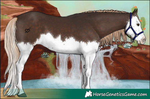 Horse Color:Liver Chestnut Splash