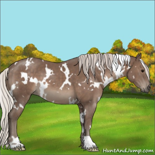 Horse Color:White Spotted Silver Black 