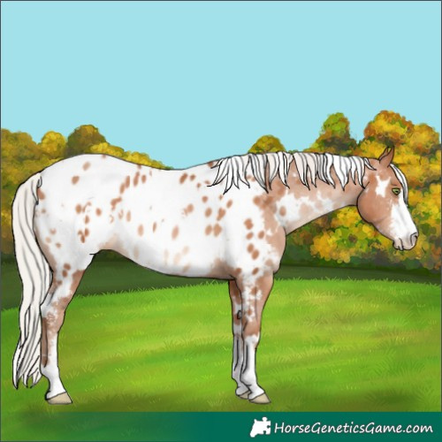 Horse Color:White Spotted Silver Brown Pearl Sabino Blanket Rabicano 
