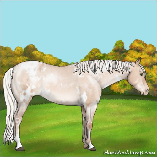 Horse Color:White Spotted Silver Brown Pearl Dun Sabino Varnish Rabicano