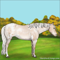 Horse Color:White Spotted Silver Brown Pearl Dun Sabino Appaloosa Rabicano