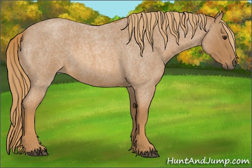 Horse Color:Red Roan 