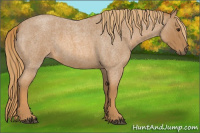 Horse Color:Red Roan 