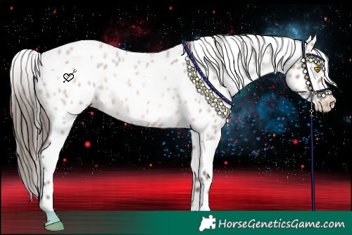 Horse Color:Sable Champagne Roan Appaloosa Rabicano