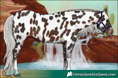 Horse Color:Silver Brown Tobiano Appaloosa