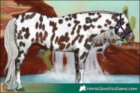 Horse Color:Silver Brown Tobiano Appaloosa