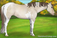 Horse Color:Watercolor Grullo Pearl Sabino Tobiano