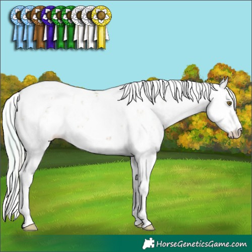 Horse Color:Plaid  Silver Brown Pearl Sabino Appaloosa 