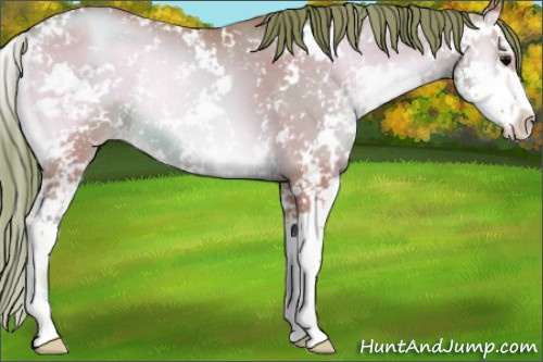 Horse Color:Watercolor Blue Onyx Pearl Sabino Rabicano 