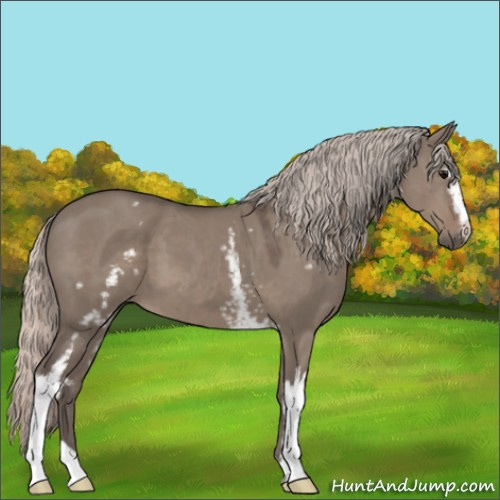 Horse Color:White Spotted Silver Grullo 