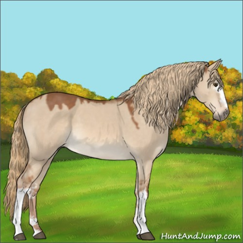 Horse Color:White Spotted Red Dun Sabino 