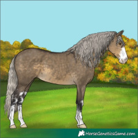 Horse Color:Silver Smoky Grullo Mushroom Sabino 