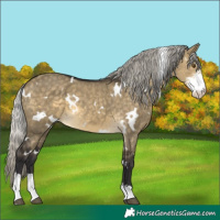 Horse Color:White Spotted Silver Buckskin Dun Mushroom Sabino