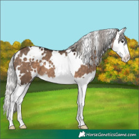 Horse Color:White Spotted Silver Brown Dun Splash 