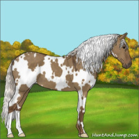 Horse Color:White Spotted Silver Smoky Grullo 
