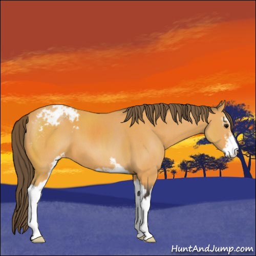 Horse Color:Buckskin Sabino Appaloosa 