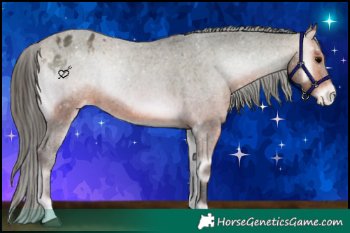 Horse Color:Bay Onyx Appaloosa