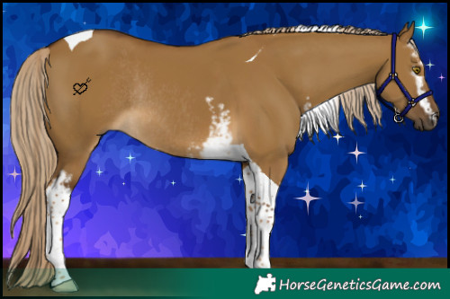 Horse Color:White Spotted Chocolate Palomino Dun Tobiano Rabicano 