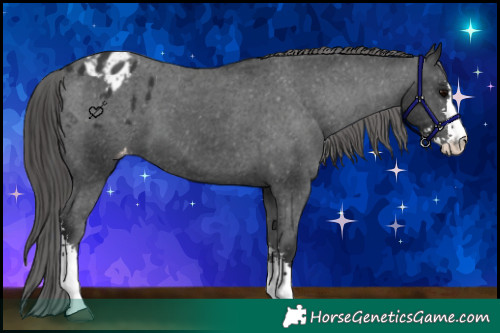 Horse Color:Black Sabino Varnish