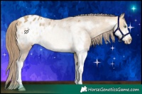 Horse Color:Sable Cream Champagne Sabino Frame Varnish 
