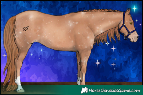 Horse Color:Gold Champagne