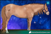 Horse Color:Gold Champagne