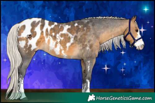 Horse Color:Silver Buckskin Sabino Appaloosa 