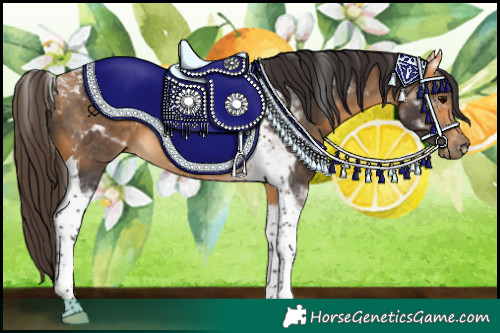 Horse Color:Buckskin Tobiano