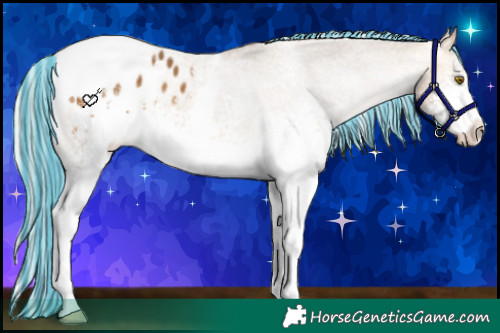 Horse Color:Painted White Spotted Silver Buckskin Tobiano Appaloosa