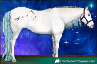 Horse Color:Painted White Spotted Silver Buckskin Tobiano Appaloosa 