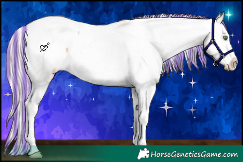 Horse Color:Painted White Spotted Gold Cream Champagne Ice Splash Appaloosa 