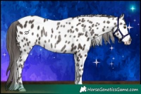 Horse Color:Liver Chestnut Appaloosa 