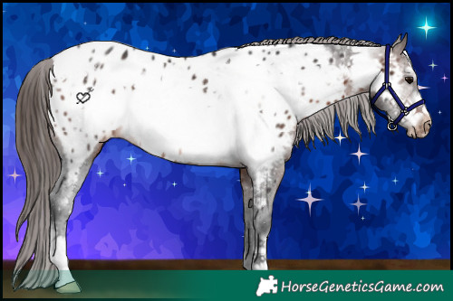 Horse Color:Brown Frame Appaloosa Rabicano 