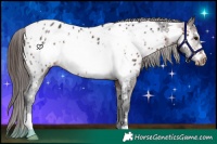 Horse Color:Brown Frame Appaloosa Rabicano