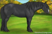 Horse Color:Black and Black