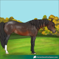 Horse Color:Brown 