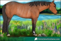 Horse Color:Bay Rabicano 