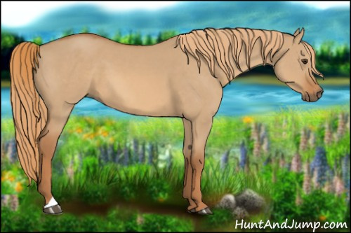 Horse Color:Red Dun 